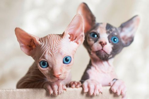 Люті кішки - що важливо знати? Люті кішки - що важливо знати?